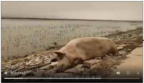 死猪新闻爆料视频播放,真相背后引发公众关注